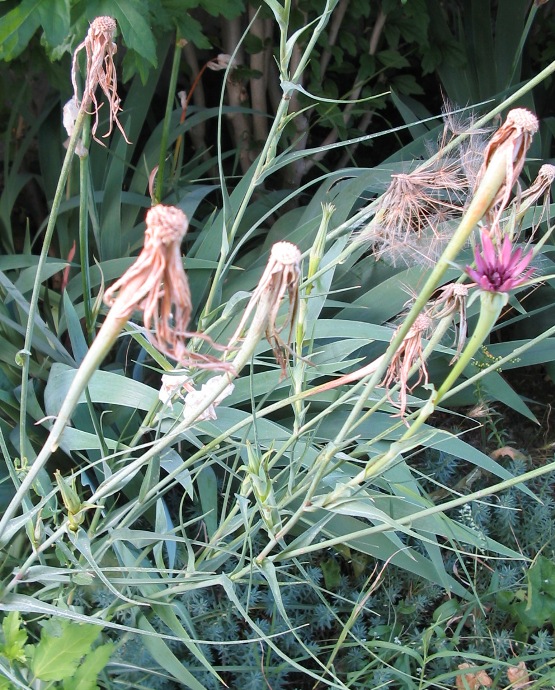 Tragopogon porrifolius / Barba di becco violetta